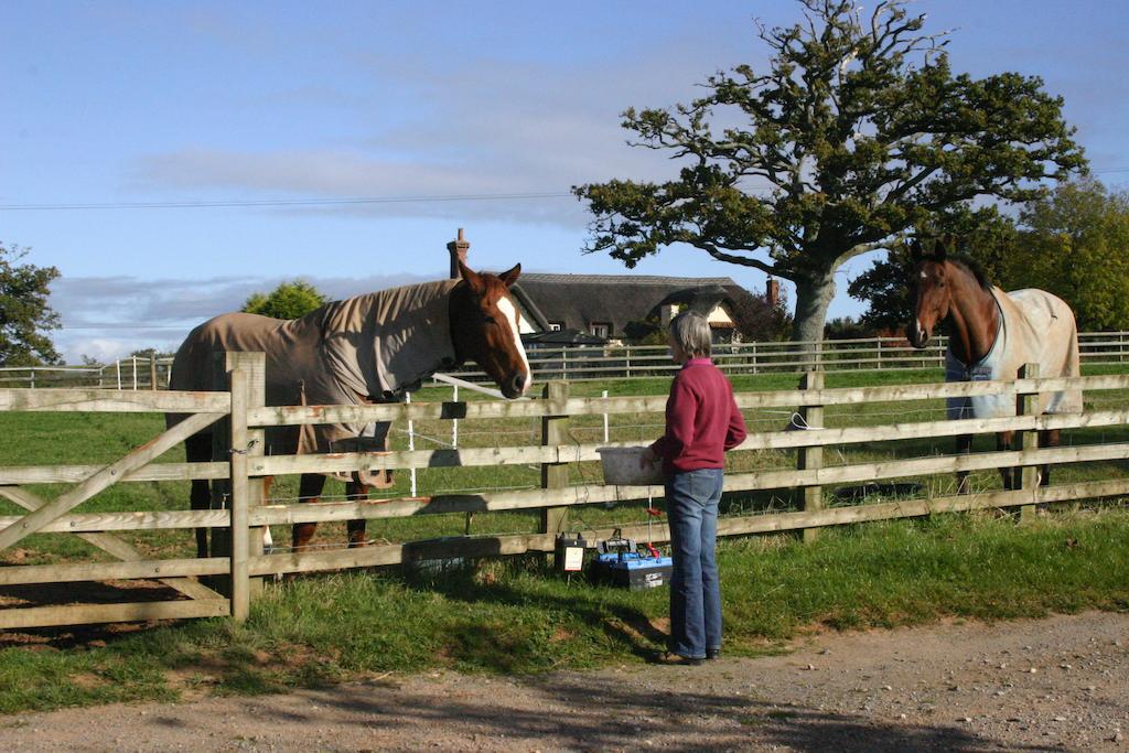 Bed and Breakfast Strete Ralegh Farm Whimple Exterior foto